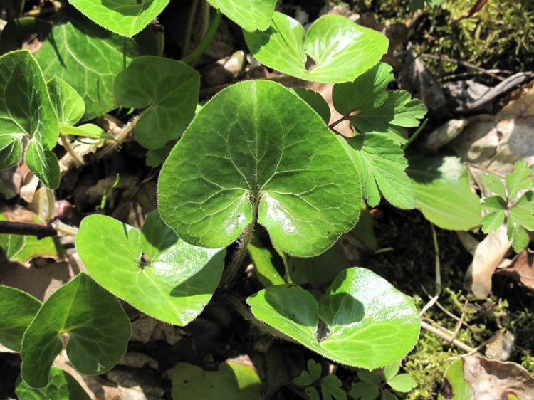 Asarum europaeum